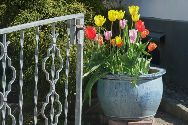 tulips in the garden