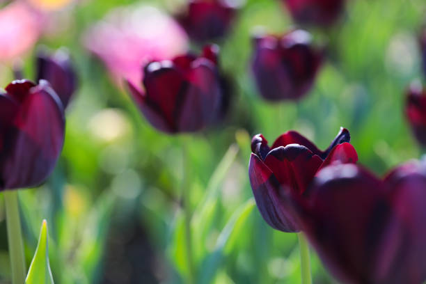 Beautiful bouquet of tulips nature background. - Image