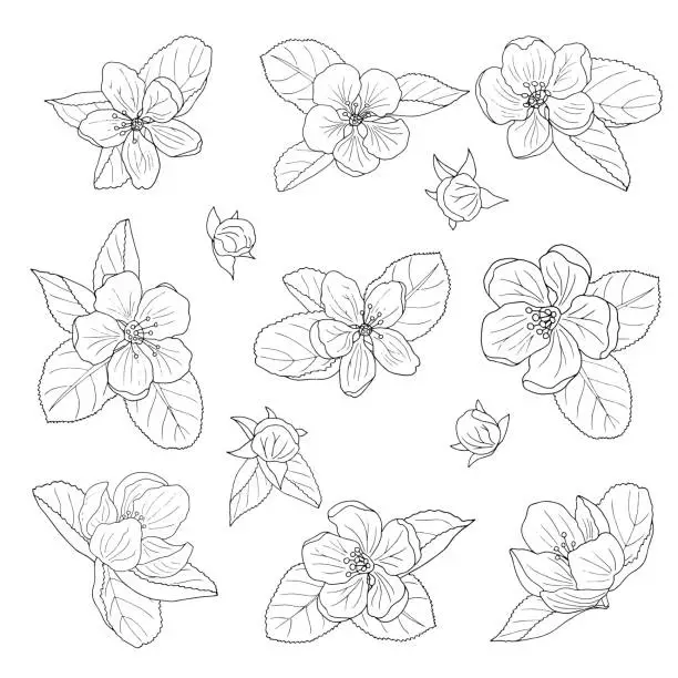 Vector illustration of Hand-drawn apple blossom, coloring page