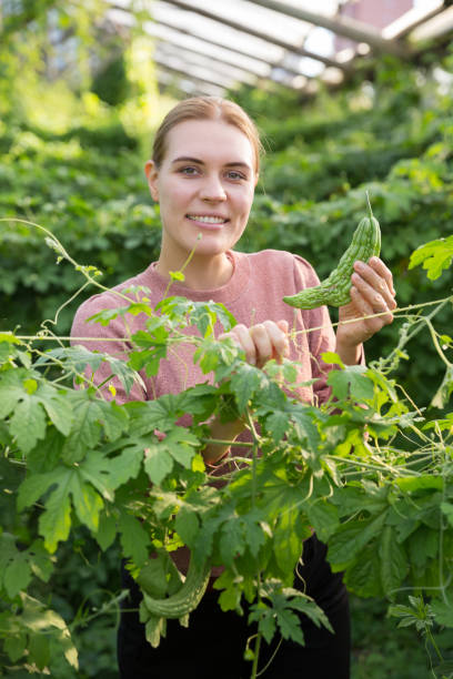 istock Woman taking care of chinese cucumber 1144731237