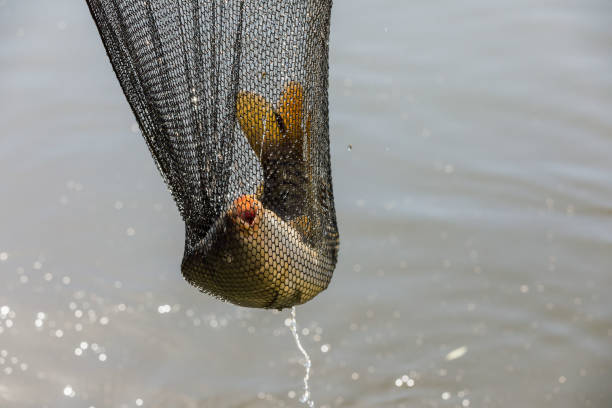 A caught carp in a fisherman's net.. Carp in landing net just catched from the water