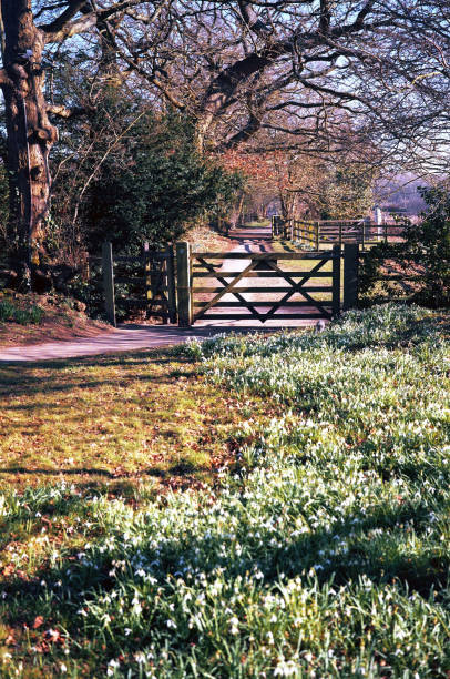 istock footpath daffodils spring wild flowers walking hiking 1144732319