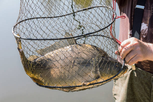 istock Fish in landing net just catched from the water 1144732363