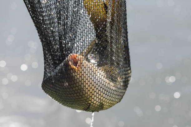 istock Fish in landing net just catched from the water 1144733069