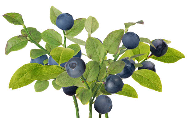 istock blueberry bush with dark ripe berries 1144733737