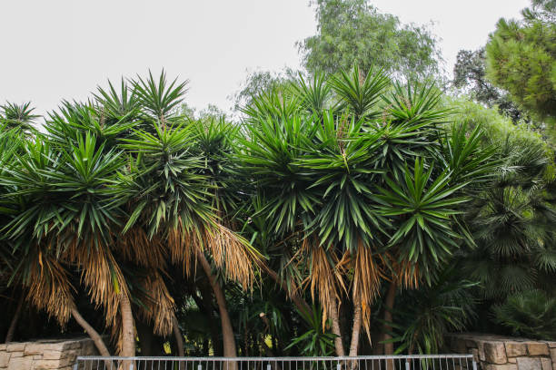 istock Palm tree background. Green and dry southern plants. 1144735049