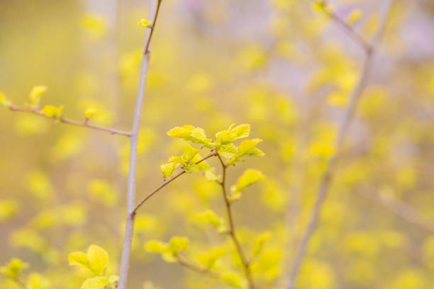 istock Spring golden leaves that have just sprouted，Ulmus pumila cv. jinye 1144735130