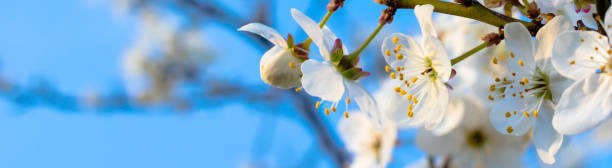 istock blossoming plum against the blue sky 1144735173