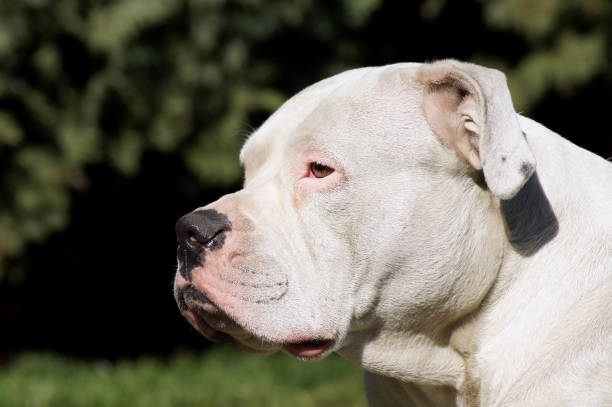 istock American bulldog basks in the meadow 1144735224