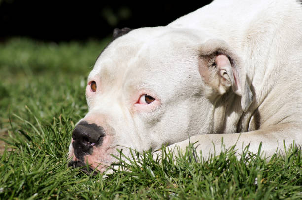 bouledogue américain se baigne dans la prairie - american bulldog photos et images de collection