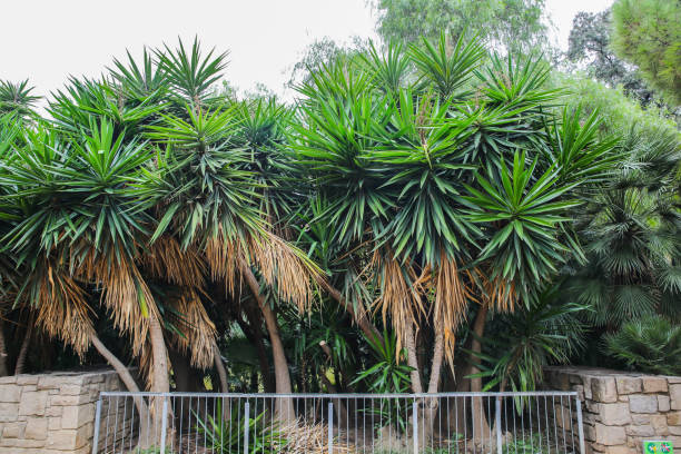 istock Palm tree background. Green and dry southern plants. 1144735261