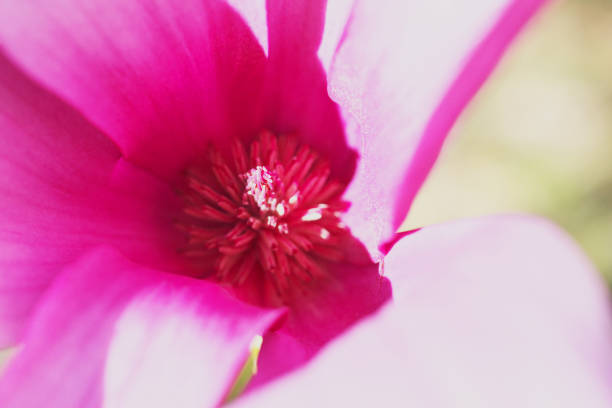 istock Magnolia quinquepeta 1144735269