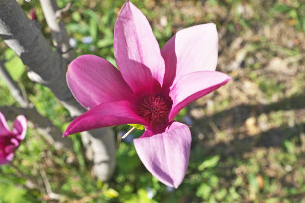 istock Magnolia quinquepeta 1144735420