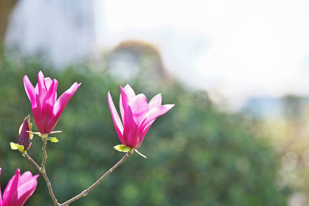 Magnolia quinquepeta Simokuren, Lotus