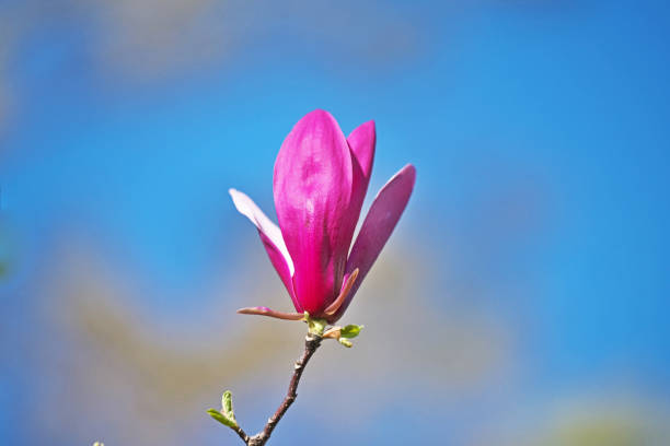 Magnolia quinquepeta Simokuren, Lotus