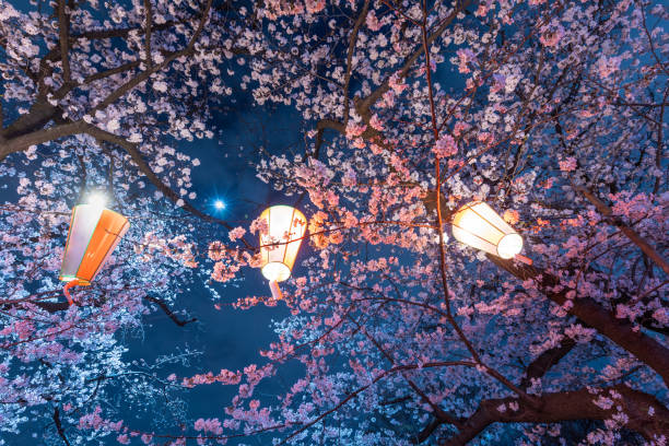 istock Cherry blossoms of the night that were lighted up 1144737564