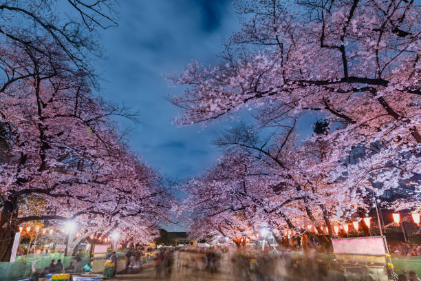istock Cherry blossoms of the night that were lighted up 1144737600