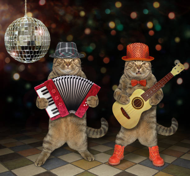 istock Cats perform in a nightclub 1144737667