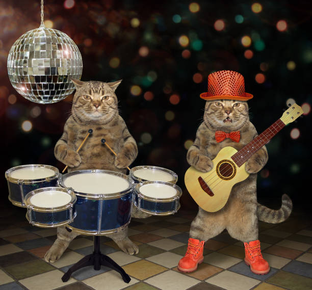 istock Cats perform in a nightclub 2 1144737668