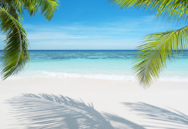tropical paradise beach copia la scena spaziale - coastline branch day summer foto e immagini stock