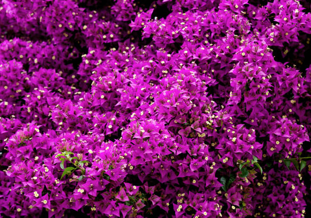 istock Pink jasmin flowers, background 1144739340