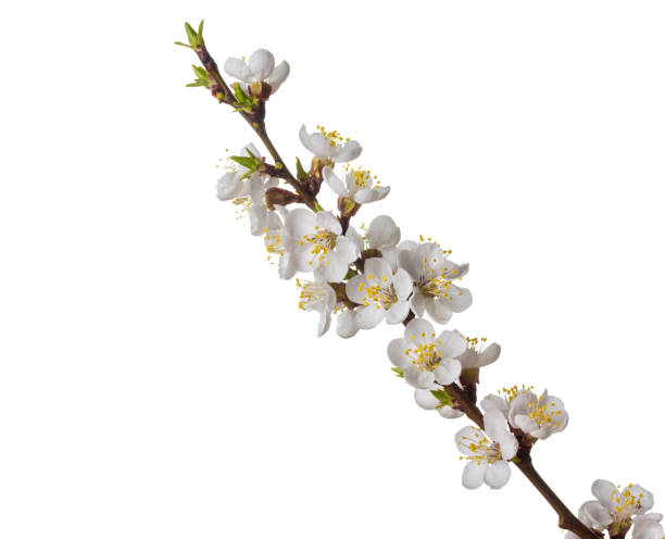 istock blossoming apricot branch isolated on white background 1144739982