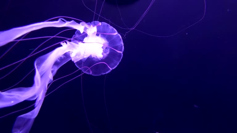 Glowing jellyfish in the dark