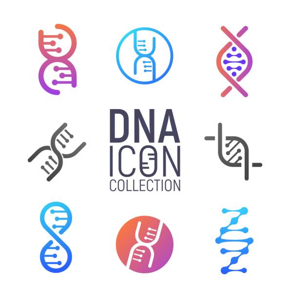 DNA vector icon collection isolated. Deoxyribonucleic acid set. Modern simple microbiological icons on white background DNA vector icon collection isolated. Deoxyribonucleic acid set. Modern simple microbiological icons on white background chromosome stock illustrations