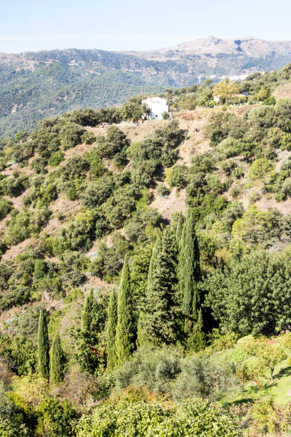 스페인의 숲 - andalusia landscape spanish culture olive tree 뉴스 사진 이미지