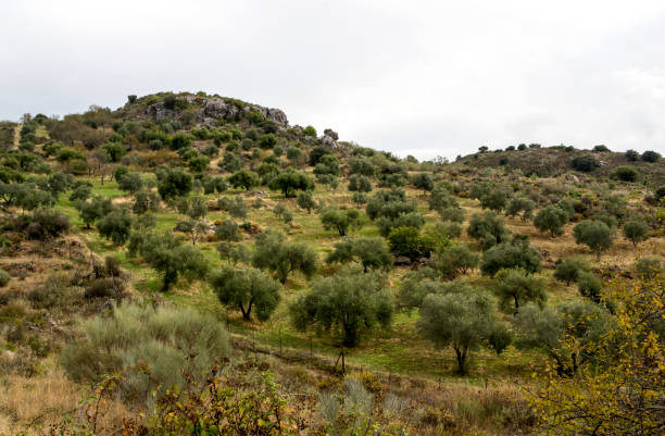 parte superior da montanha - andalusia landscape spanish culture olive tree - fotografias e filmes do acervo