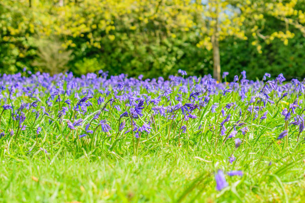 Bluebells cover the ground at easter in an English country garden