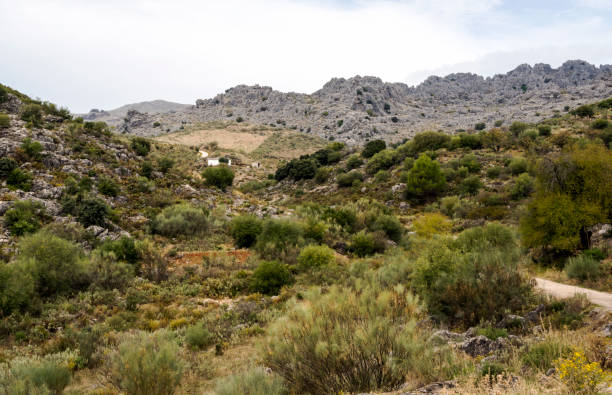 parte superior da montanha - andalusia landscape spanish culture olive tree - fotografias e filmes do acervo