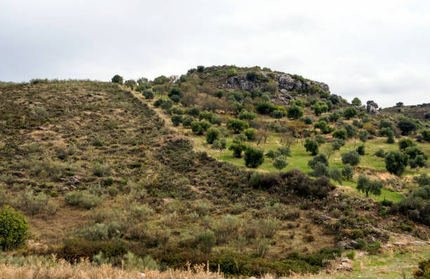 탑 오브 마운틴 - andalusia landscape spanish culture olive tree 뉴스 사진 이미지