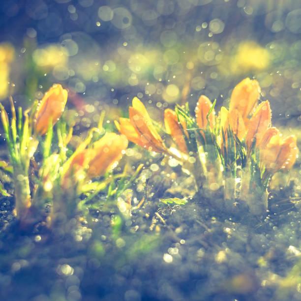 istock Spring background with Flowering yellow Crocus in Early Spring. Crocus Iridaceae . Iris family. 1144749936