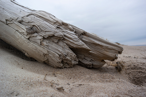 drift wood and seaweed on nordic beach in the morning. Baltic see