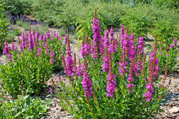 lythrum salicaria se développe dans un jardin proche. - purple loosestrife photos et images de collection