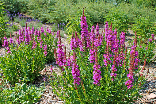 Blooming purple loosestrife (Lythrum salicaria) growing at a garden.