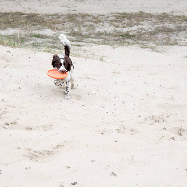 istock Young springer spaniel plays with a disk  on nature. Funny dog 1144752515