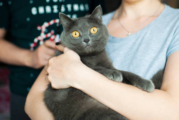 istock Portrait of a british smooth-haired blue cat close-up 1144755093