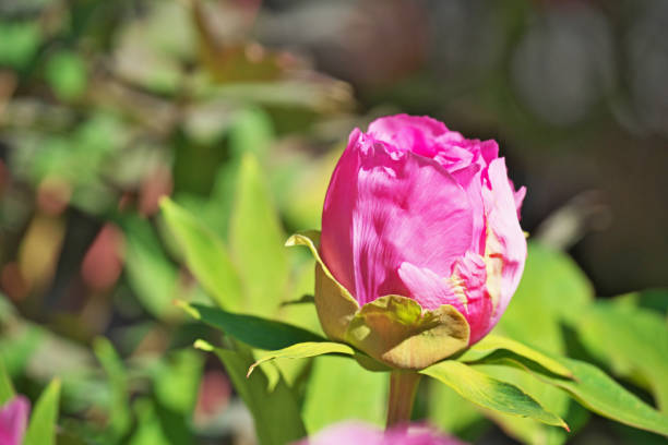 Flower of the peonyButton Flower