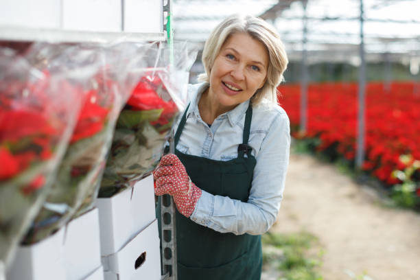istock Woman florist checking packed plants in hothouse 1144755337