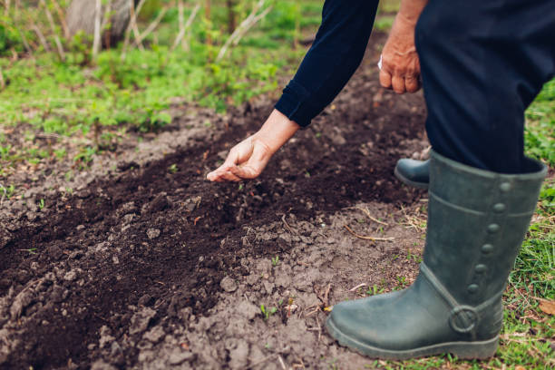 la main de fermier plantant une graine dans le sol. femme aînée semant le persil dans le jardin de printemps - senior adult gardening freshness recreational pursuit photos et images de collection