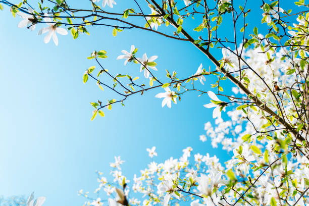 istock Magnolia flowers on the blue sky background 1144756722