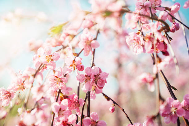 scène de printemps-fleur de cerisier rose - toned image pink sakura cherry blossom photos et images de collection