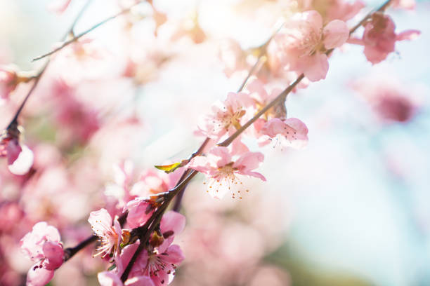 scène de printemps-fleur de cerisier rose - toned image pink sakura cherry blossom photos et images de collection