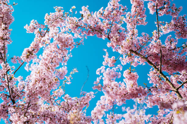 istock Spring scene - pink cherry blossom on the blue sky background. Pastel color toned. 1144756740