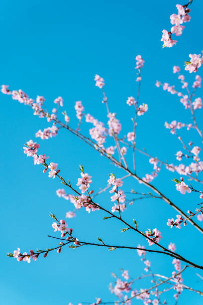 istock Spring scene - pink cherry blossom on the blue sky background. Pastel color toned. 1144756741