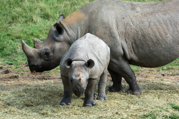 istock Baby rhino with mother grazing outside 1144758549