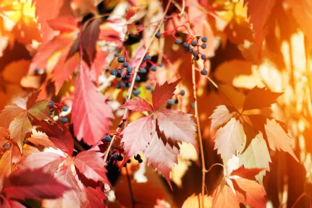 Photo of Red girlish grape leaves on blurred foliage background close up, autumn golden leaves macro, warm fall season sunny day nature image,  Parthenocissus, Virginia creeper climber plant, copy space