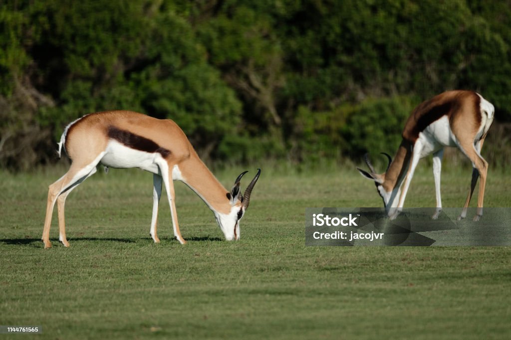 Springbok Chewing Springbok Rams Eating Grass Stock Photo - Download Image Now - Africa ...